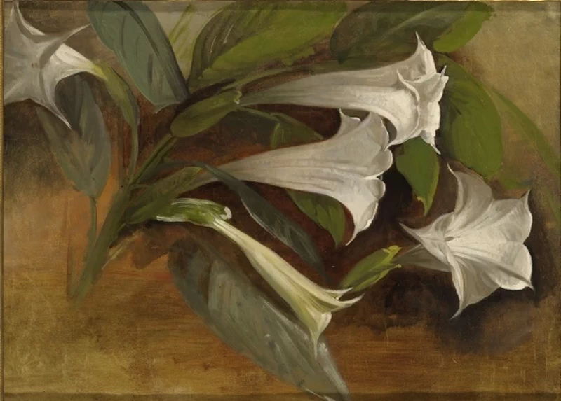 Julie Wilhelmine Hagen - Schwarz, Fiori, Art Museum of Estonia's